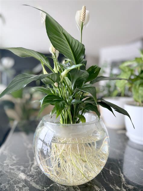 peace lily watering